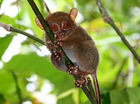 lemur.jpg