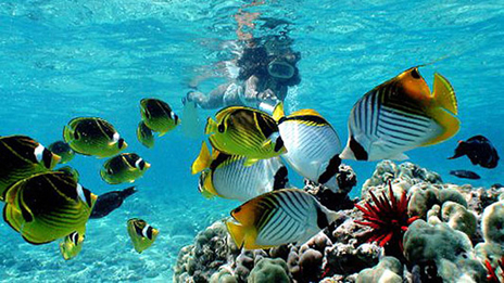 Snorkeling-bali03.jpg Snorkeling-bali03.jpg